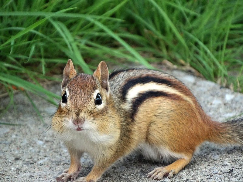 7 Reasons Our Friendly Neighborhood Chipmunk Is Smarter Than Me